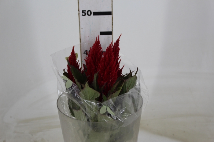 CELOSIA PLUMOSA CENTURY RED 050 CM