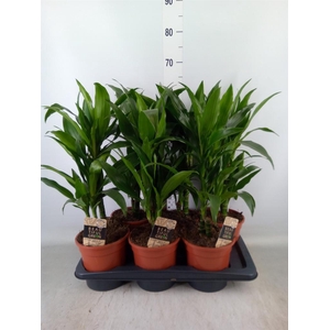 Dracaena frag. 'Janet Craig'