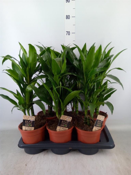 <h4>Dracaena frag. 'Janet Craig'</h4>