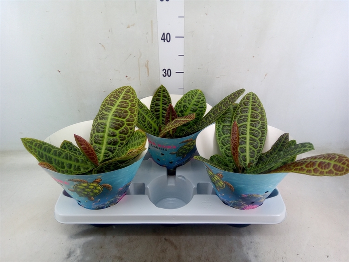<h4>Labisia obtusifolia 'Kura Kura'</h4>