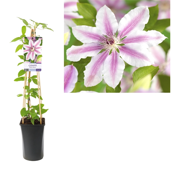 <h4>Clematis 'Nelly Moser' +light label</h4>