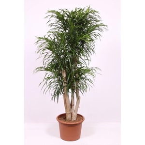 Dracaena Anita