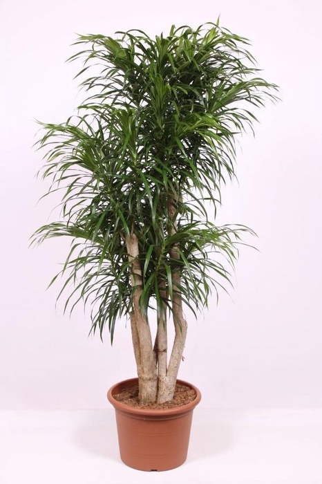 <h4>Dracaena Anita</h4>