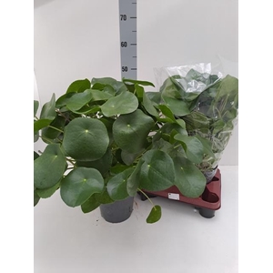 PILEA PEPEROMIOIDES