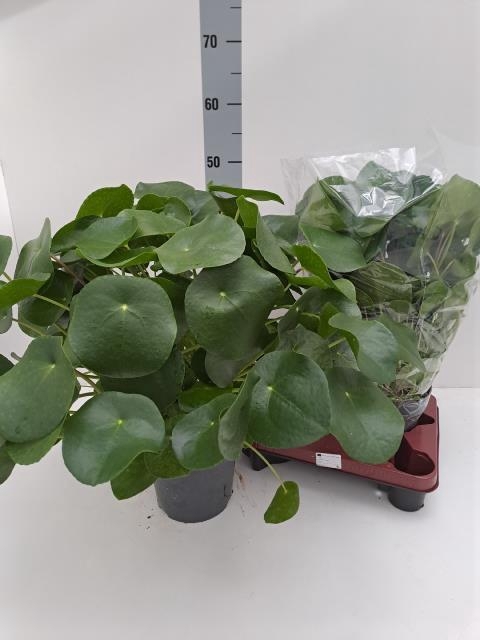 PILEA PEPEROMIOIDES