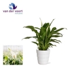 Spathiphyllum 9 cm Chopin in Laura keramiek
