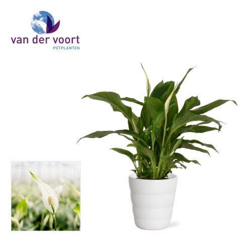 <h4>Spathiphyllum 9 cm Chopin in Laura keramiek</h4>