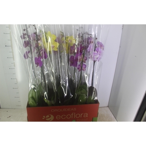 PHALAENOPSIS MIX P12