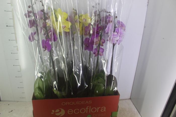 <h4>PHALAENOPSIS MIX P12</h4>