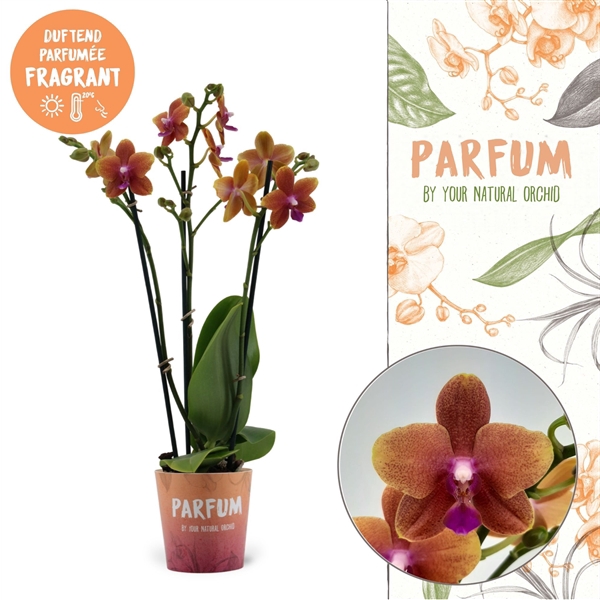 <h4>Parfum | Bolgheri | Phalaenopsis 3 spike</h4>