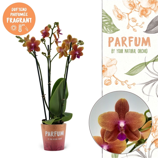 Phalaenopsis Multifloratypes Anthura Bolgheri