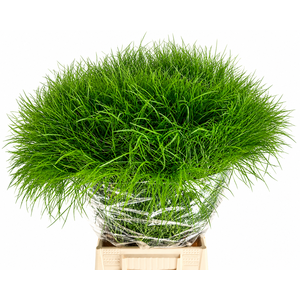 Corallo Gras