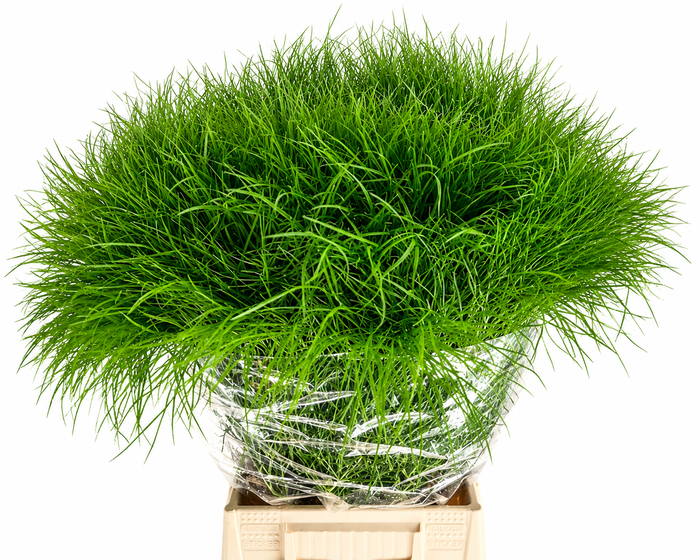 <h4>Corallo Gras</h4>