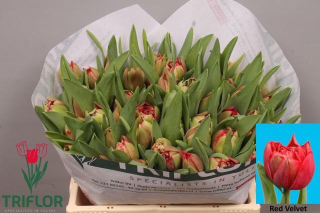 <h4>TU DU RED VELVET</h4>