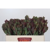 Leucadendron Senorita