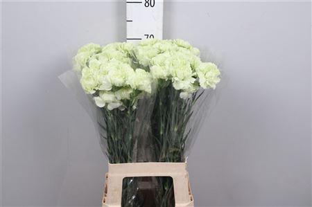 <h4>Di St Prado Mint</h4>