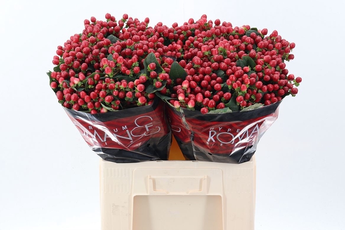 <h4>Hypericum andr. 'True Romance'</h4>