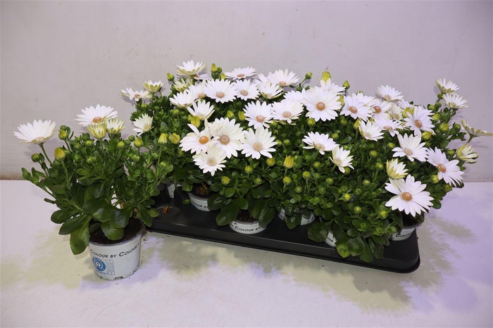 <h4>Osteo Ov White</h4>