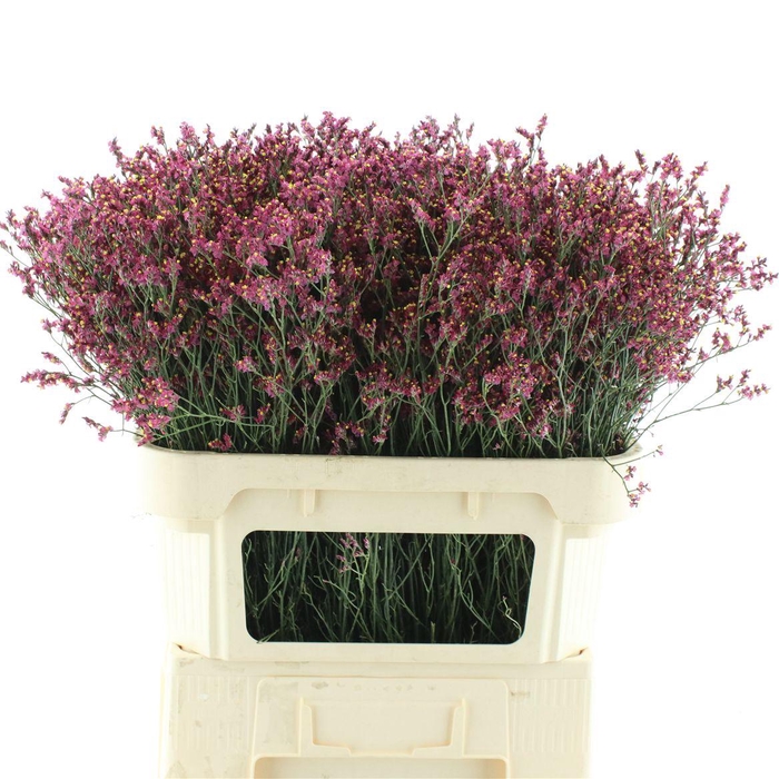 <h4>Limonium Scarlet Diamond</h4>