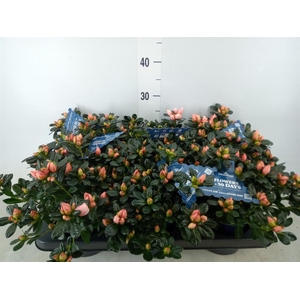 Rhododendron sim. 'Hor Chris Magic'