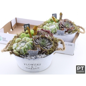 ARR SEMPERVIVUM