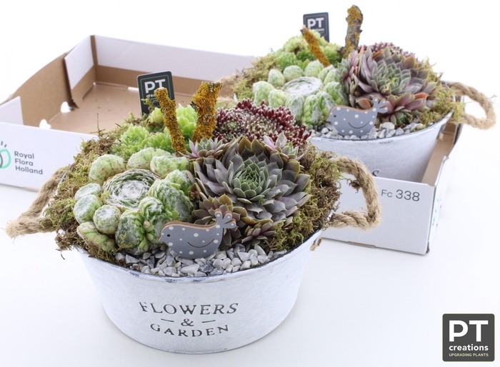 <h4>ARR SEMPERVIVUM</h4>