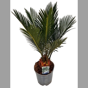 CYCAS REVOLUTA
