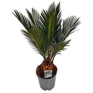 CYCAS REVOLUTA