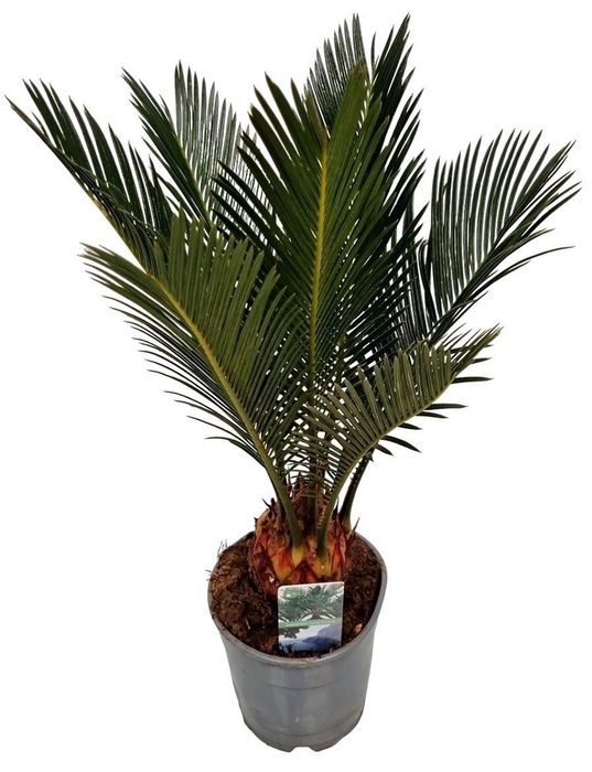 <h4>CYCAS REVOLUTA</h4>