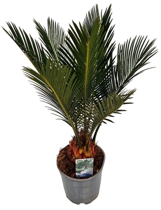 <h4>CYCAS REVOLUTA</h4>