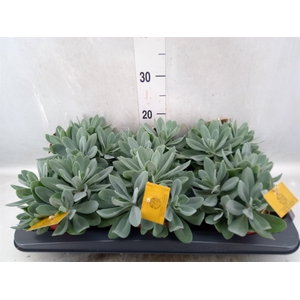 Senecio cephal. 'Mountain Fire'