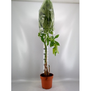 Pachira aquatica