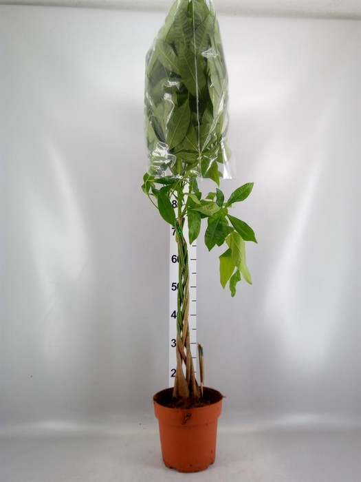 <h4>Pachira aquatica</h4>