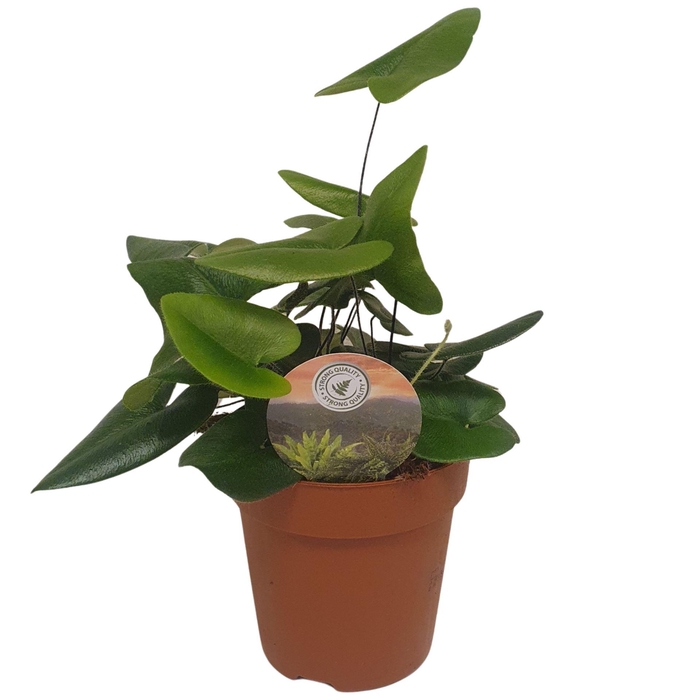<h4>Hemionitis arifolia</h4>