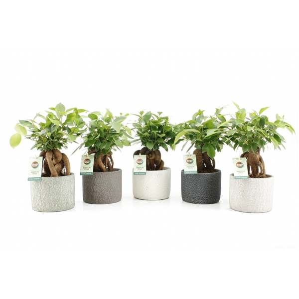 <h4>Ficus microcarpa Retusa in Classic Stone</h4>