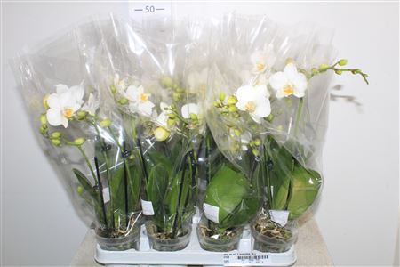 <h4>Phal Ov Wit 3 Branches 18+</h4>