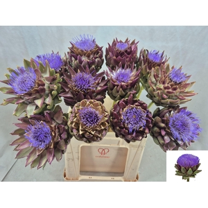 CYNARA SC GREEN GLOB