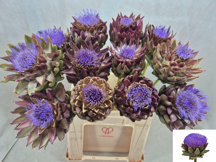 <h4>CYNARA SC GREEN GLOB</h4>