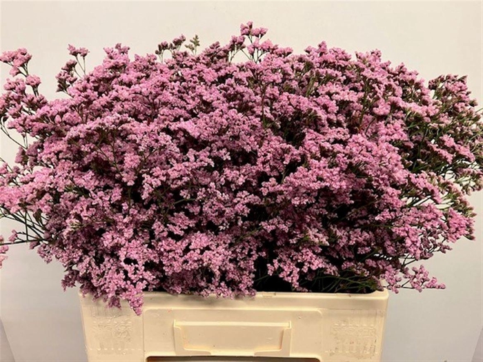 <h4>LIM SAF OSHI PINK</h4>