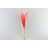 Dried Stipha Feather Cerise Large Bunch