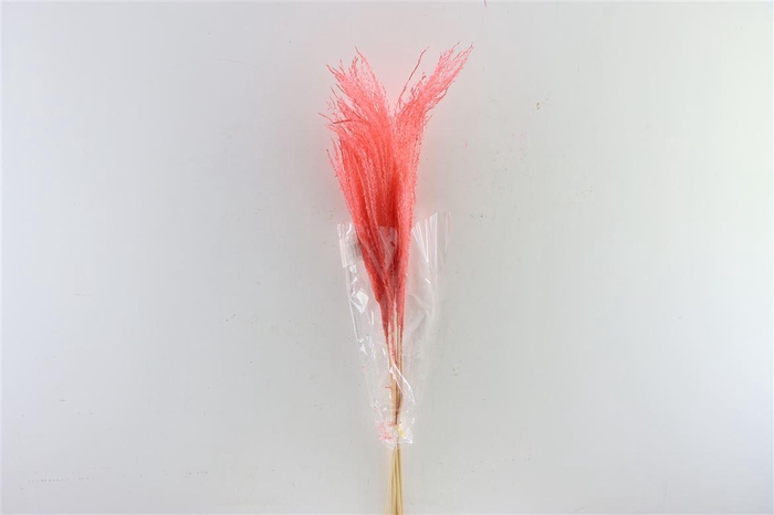 <h4>Dried Stipha Feather Cerice Large Bunch</h4>