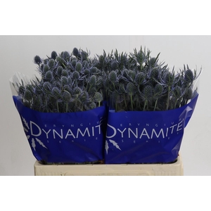 Eryngium Blue Dynamite