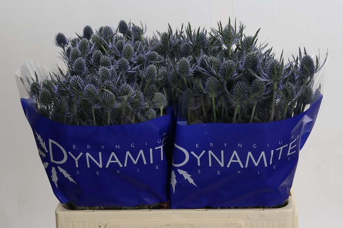 <h4>Eryngium Blue Dynamite</h4>