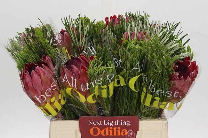 <h4>BQ Protea Silvia SFB</h4>