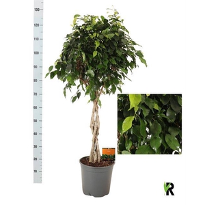 .Ficus benjamina danielle