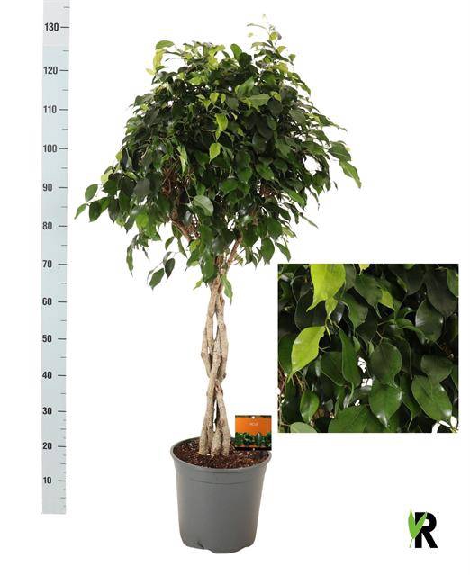 <h4>.Ficus benjamina danielle</h4>
