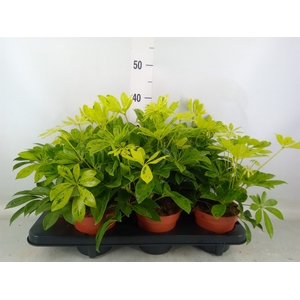 Schefflera arbor.   ...