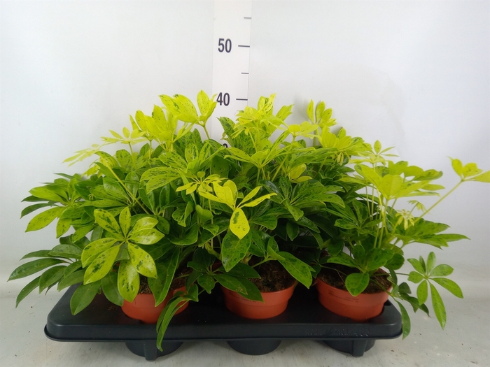 <h4>Schefflera arbor.   ...</h4>