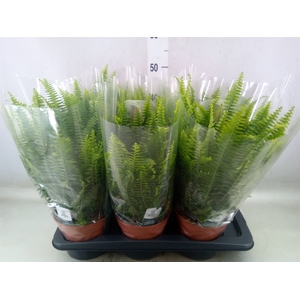 Nephrolepis exal. 'Green Lady'