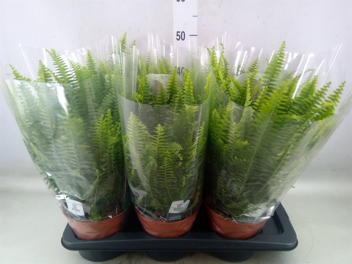 <h4>Nephrolepis exal. 'Green Lady'</h4>